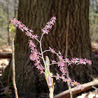 Yellow-root