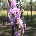 Mason Bees??