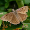 Horace's Duskywing