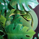 rough green snakes
