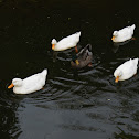 Pato