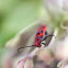 Red Milkweed Beetle