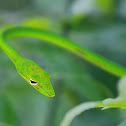 Oriental Whip Snake