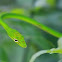 Oriental Whip Snake