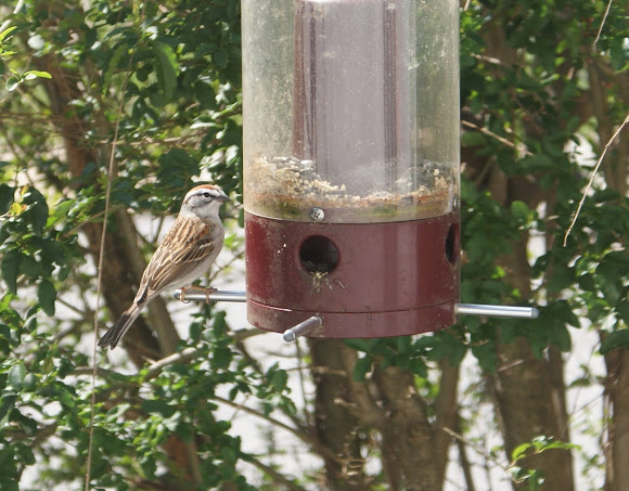 Spotting Image 1