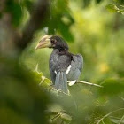 Oriental Pied Hornbill