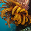 Crinoid