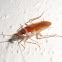 Brown-banded Cockroach (male)