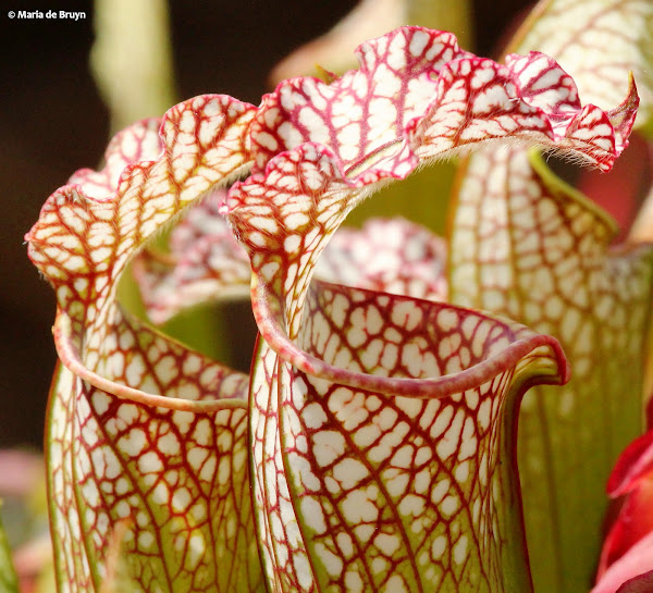 Whitetop pitcher plant Project Noah