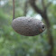 Apiomorpha conica
