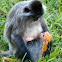 Silvered leaf monkey
