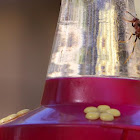 Paper Wasp