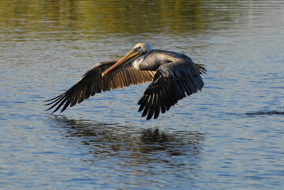 Spotting Image 1