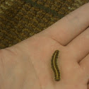 Tent Caterpillar
