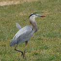 Great Blue Heron