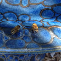 Honeybee