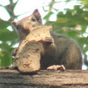 Indian Palm Squirrel