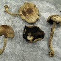 dark disk Agaricus