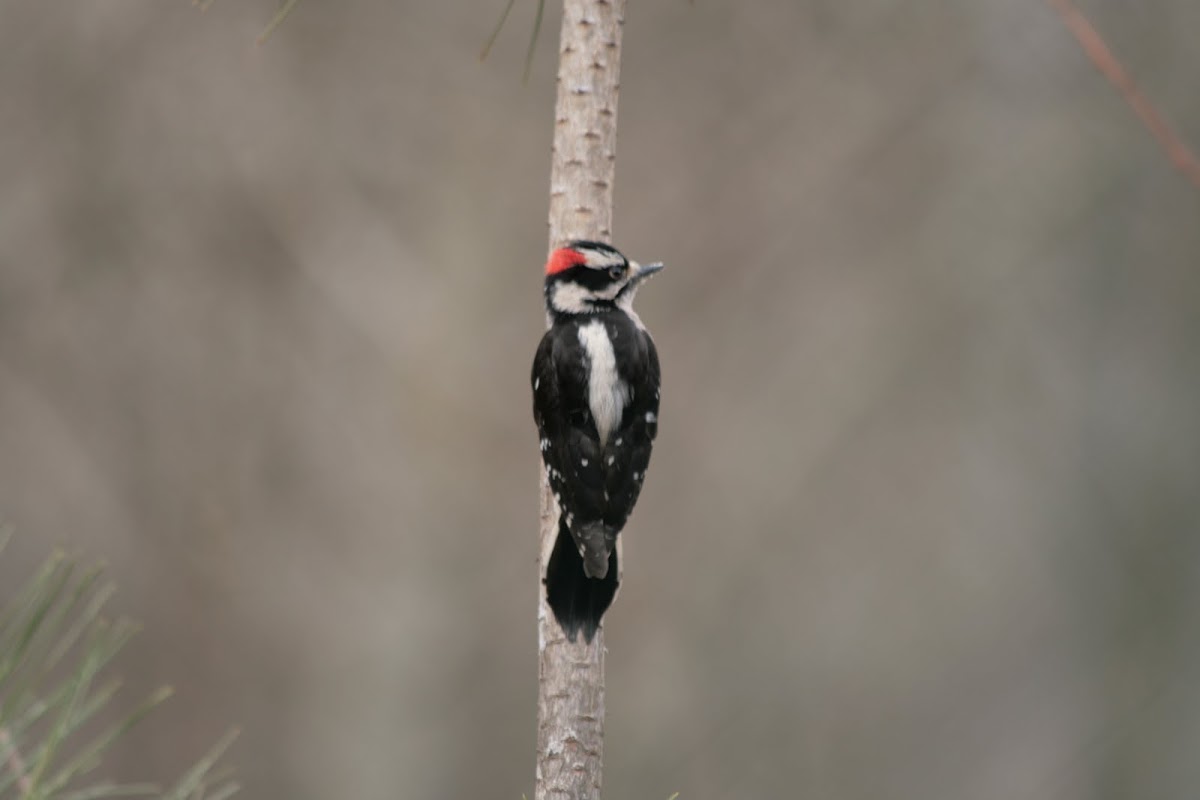 Downy Woodpecker