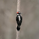 Downy Woodpecker