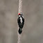 Downy Woodpecker