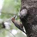 Red Bellied Woodpecker