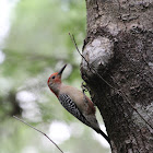 Red Bellied Woodpecker