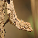 Roux's Forest Calotes
