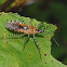 Assassin bug