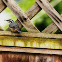 Red-breasted Nuthatch