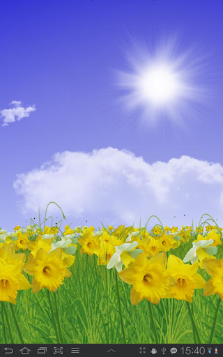 Daffodils Live Wallpaper