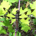 Common Whitetail dragonfly (female)