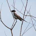 Fork-tailed Flycatcher