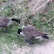 Canadian Geese