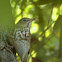 Hermit Thrush