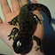 Tiger salamander