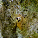 jumping spider