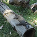 Lace monitor