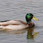 Mallard