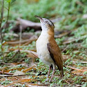 Pale-legged Hornero