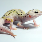Leopard Gecko