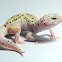 Leopard Gecko