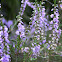 Common Heather