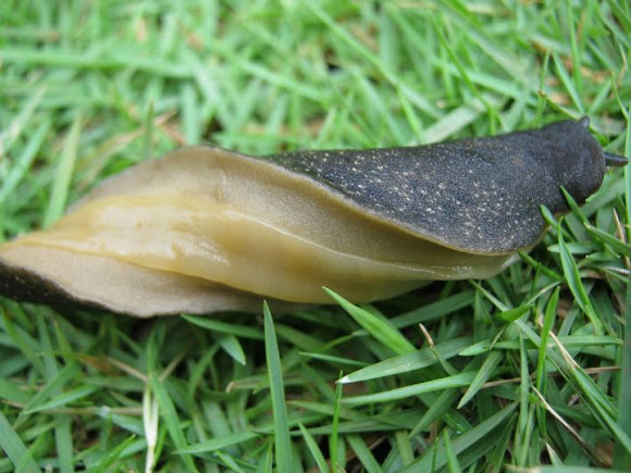 Spotting Image 1