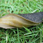 Slug