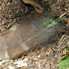 Barred Owl feather