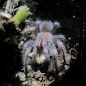 Mexican Red-Knee Tarantula