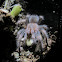 Mexican Red-Knee Tarantula