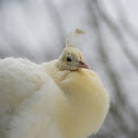 Indian Peafowl (white morph)
