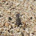 Western Tiger Beetle